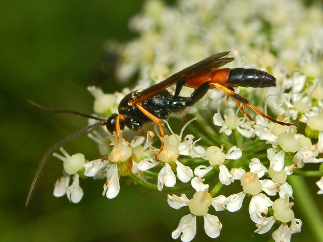 non Tenthredinidae ma Ichneumonidae: Ichneumon insidiosus